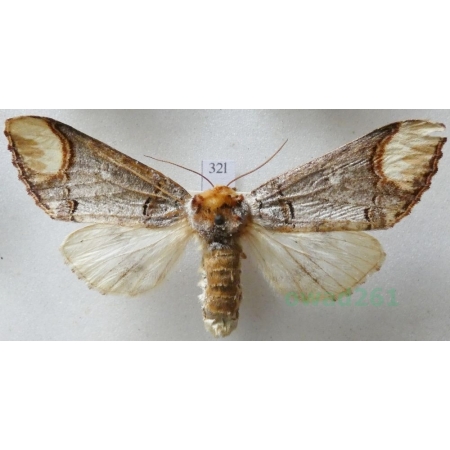 Phalera bucephala (Linnaeus, 1758) female Narożnica zbrojówka Czech32l